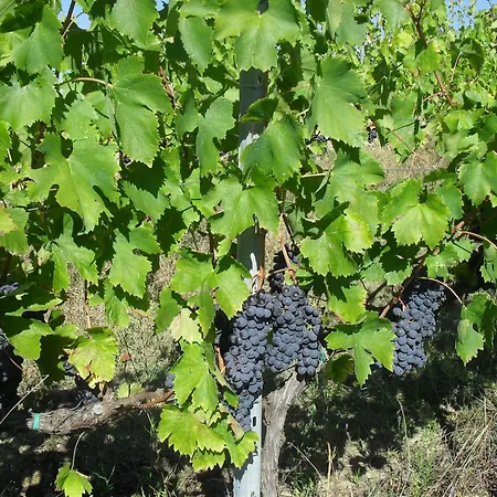 Bliss With Pool, Wine And Tails *